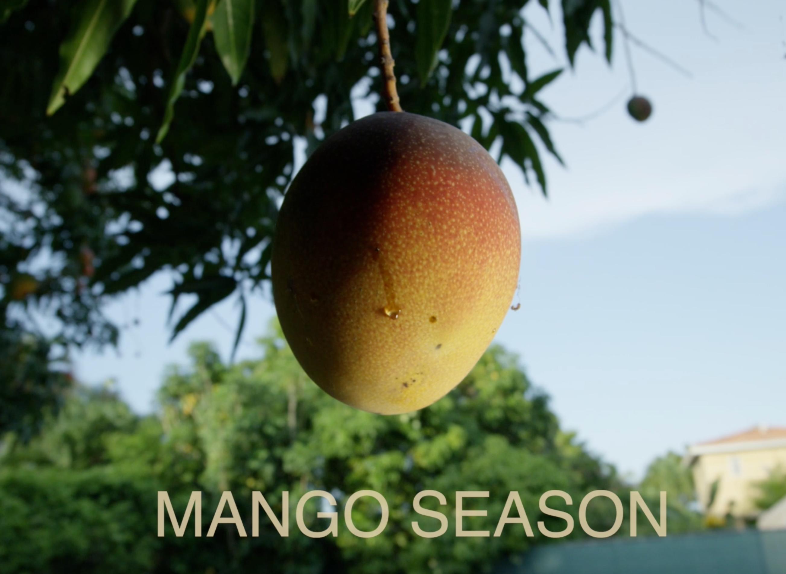 Mango Season